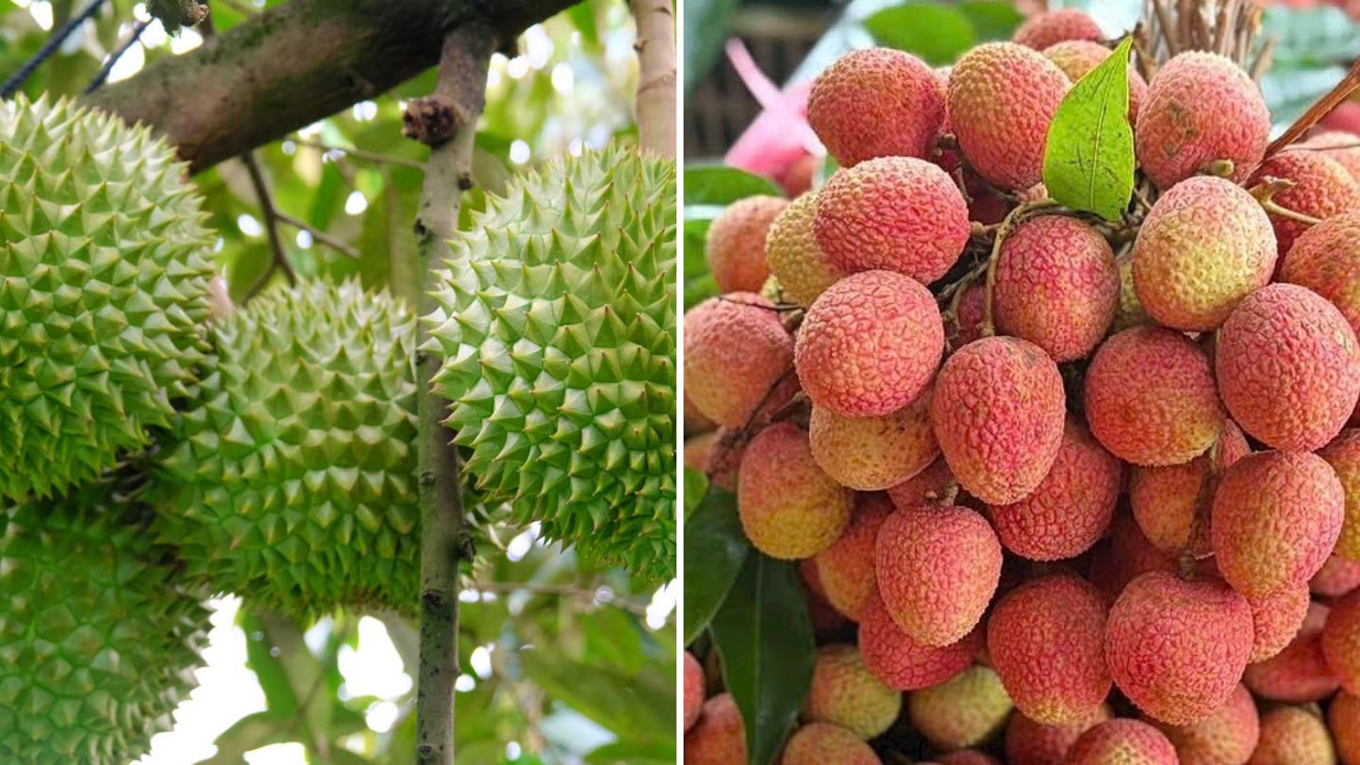 VẢI THIỀU VÀ SẦU RIÊNG: 2 NGÀNH TRÁI CÂY CHỦ LỰC VIỆT NAM CÙNG GẶP ÁP LỰC
